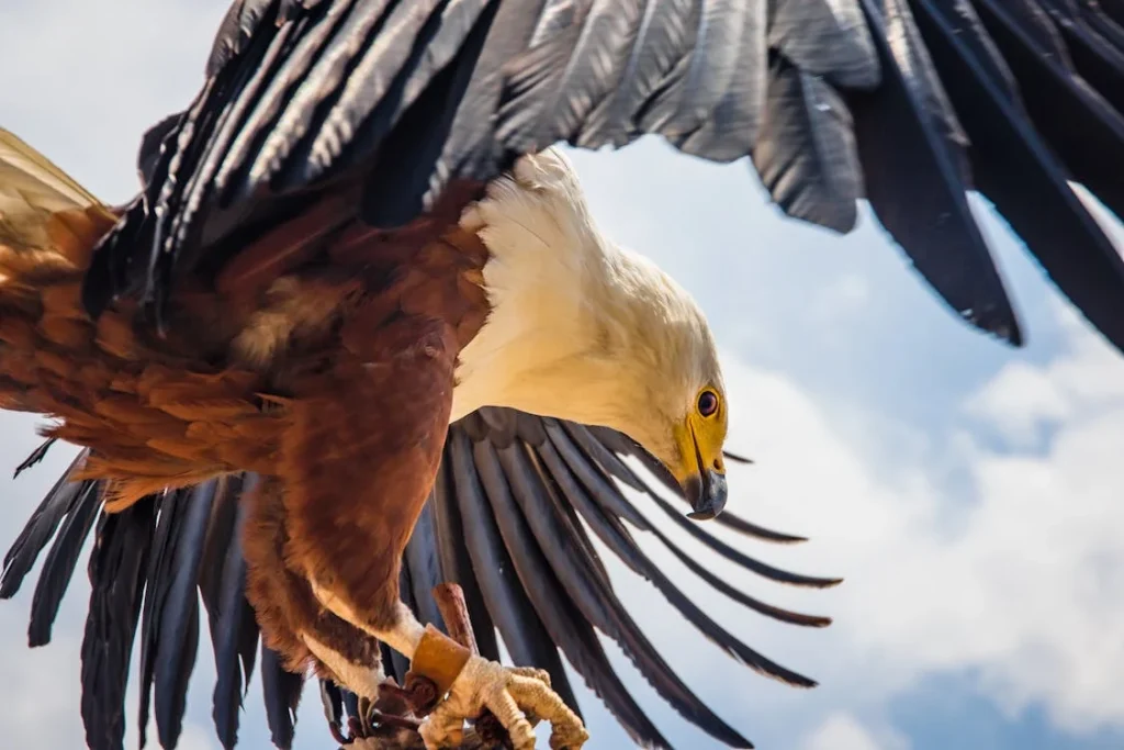 eagle story ieku