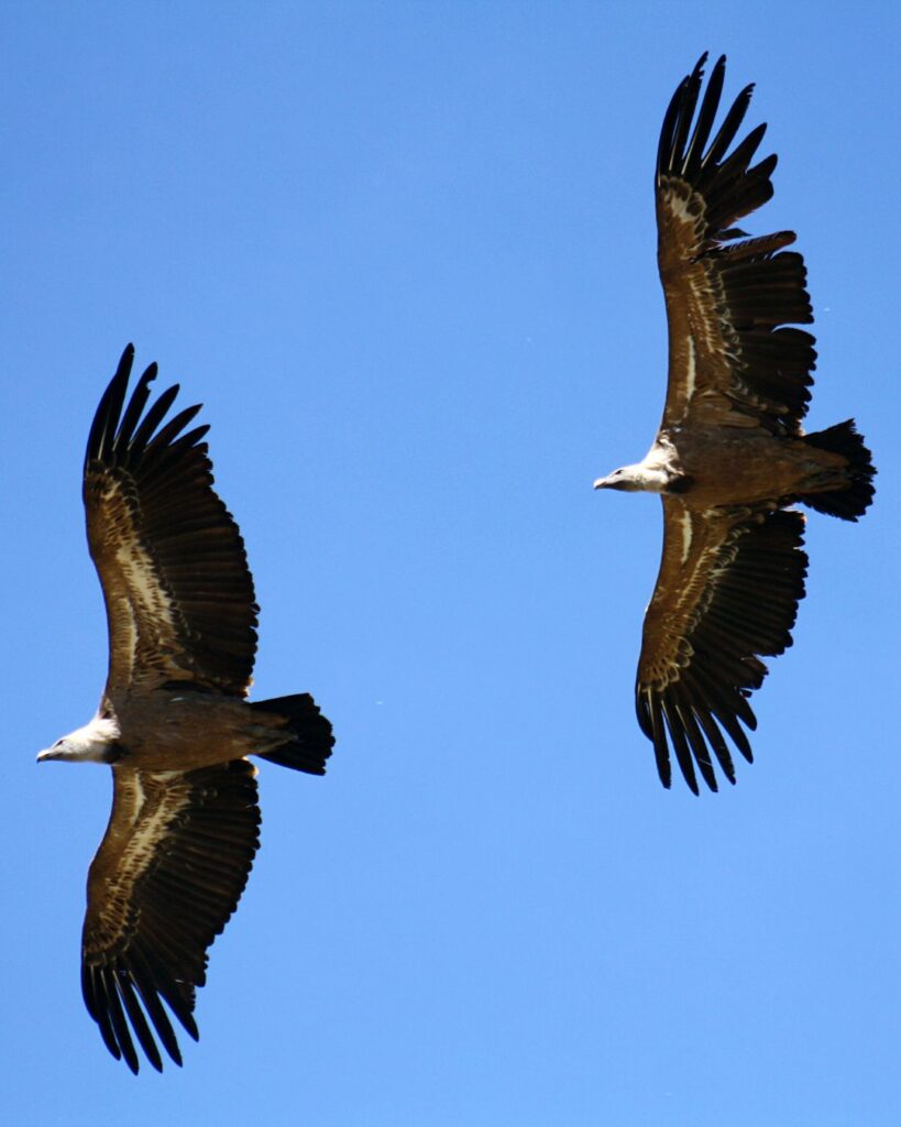 Training Where the Eagles Fly – introductie voor hoogbegaafde volwassenen