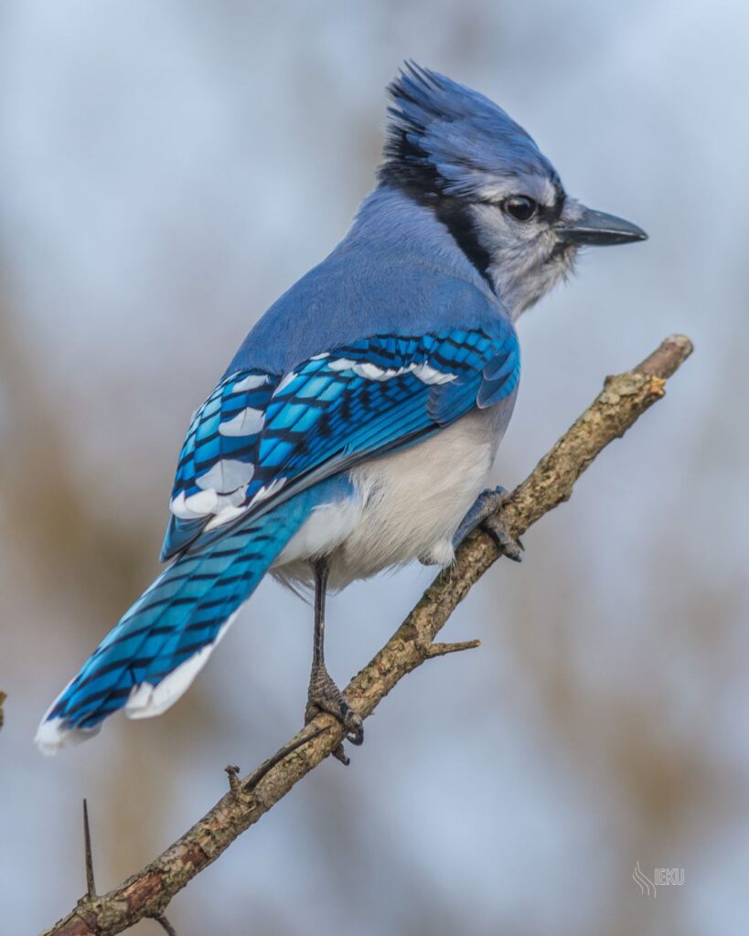 Training Zorg zelf voor jouw succes