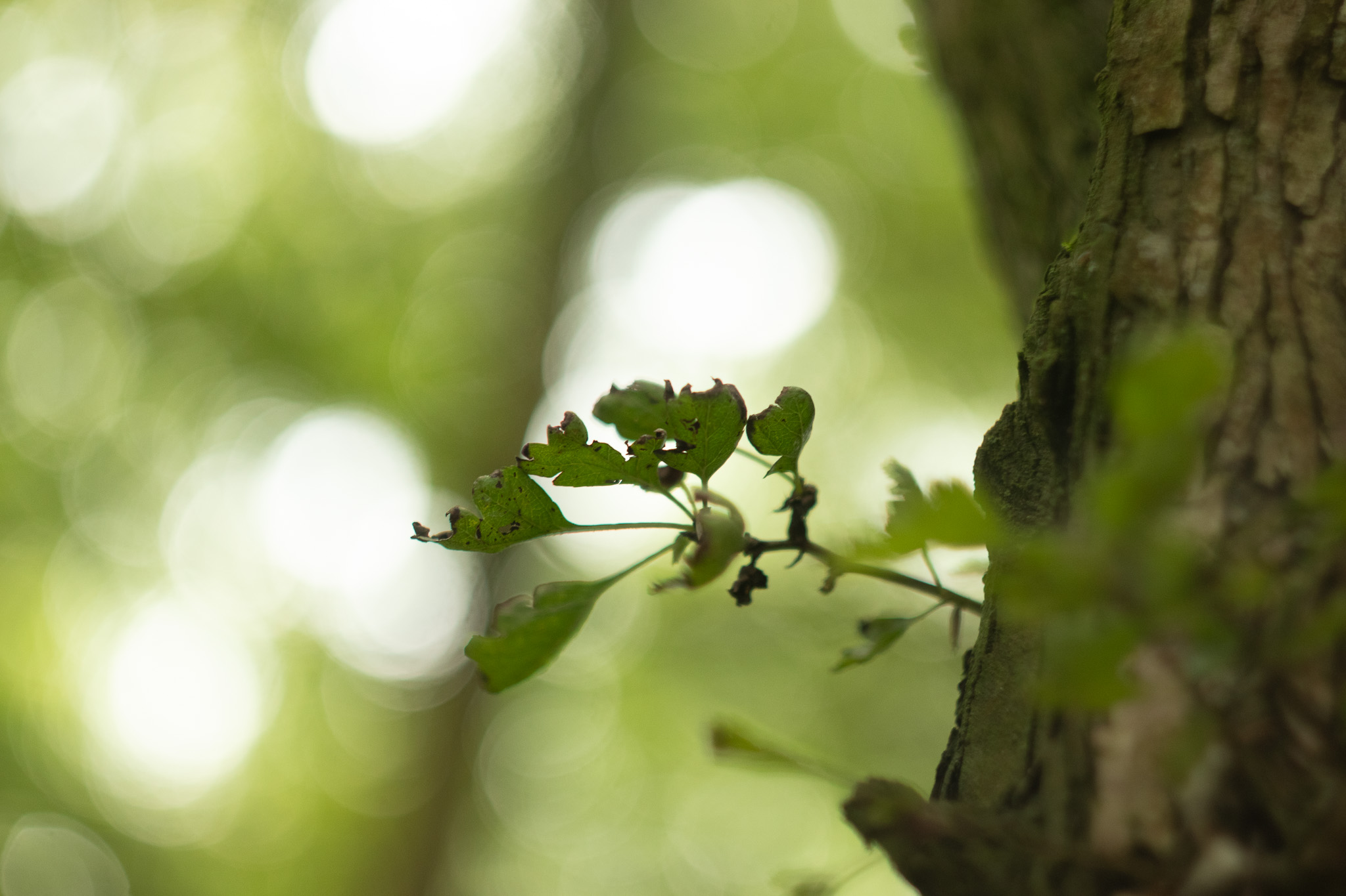 authenticiteit in hoogbegaafde relaties