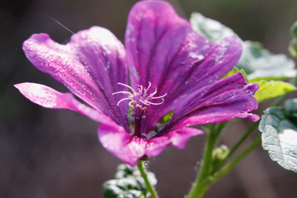 verdiepingssessies hoogbegaafdheid